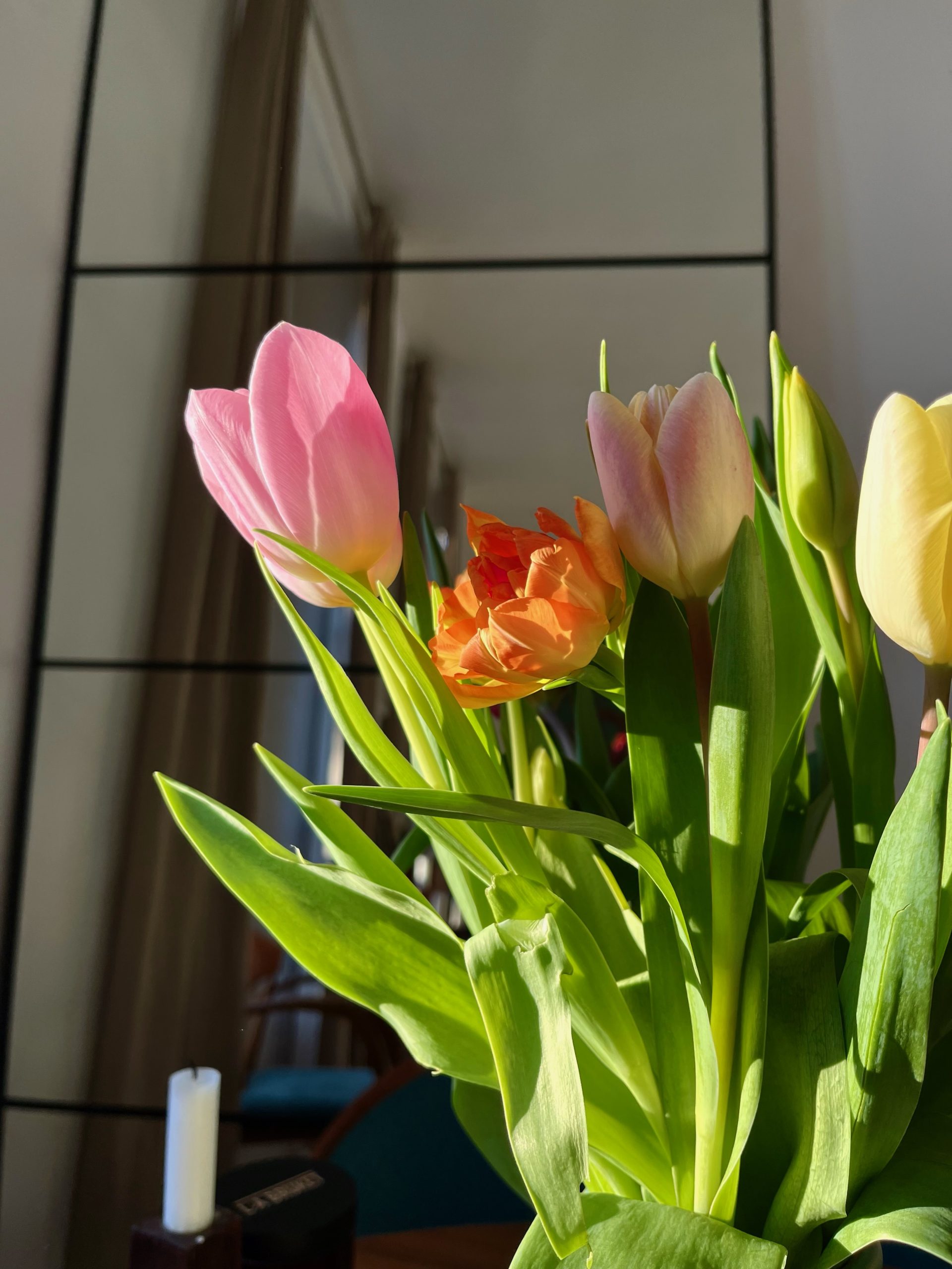 tulipe rose au soleil